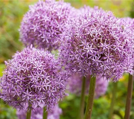 Allium – eleganter Zierlauch