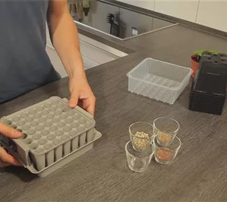 Tomaten - Aussäen von Samen