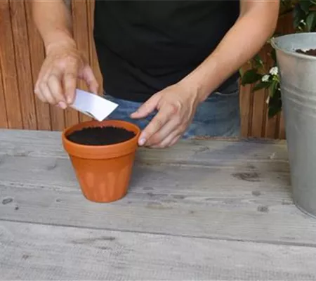 Estragon - Aussäen von Samen