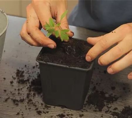 Tomaten - Umtopfen der Anzucht