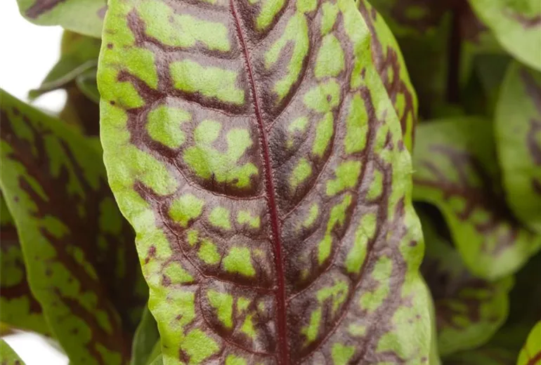 Rumex sanguineus