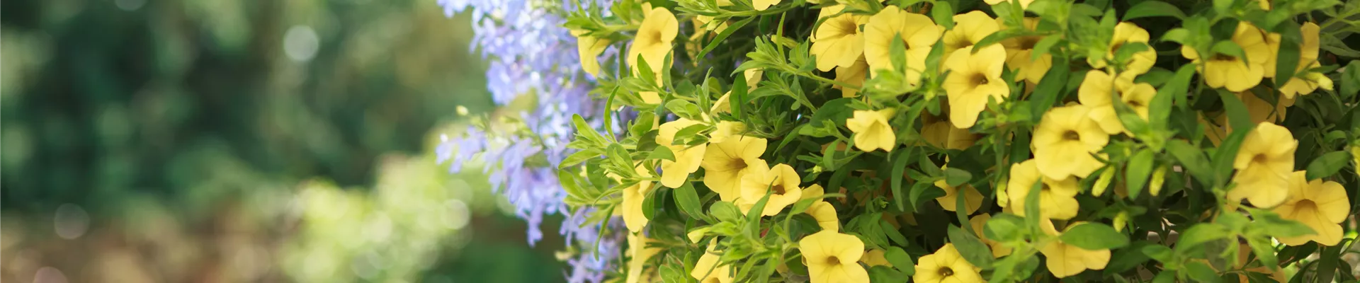 Ampelbepflanzung mit Petunien Ampelbepflanzung mit Petunien