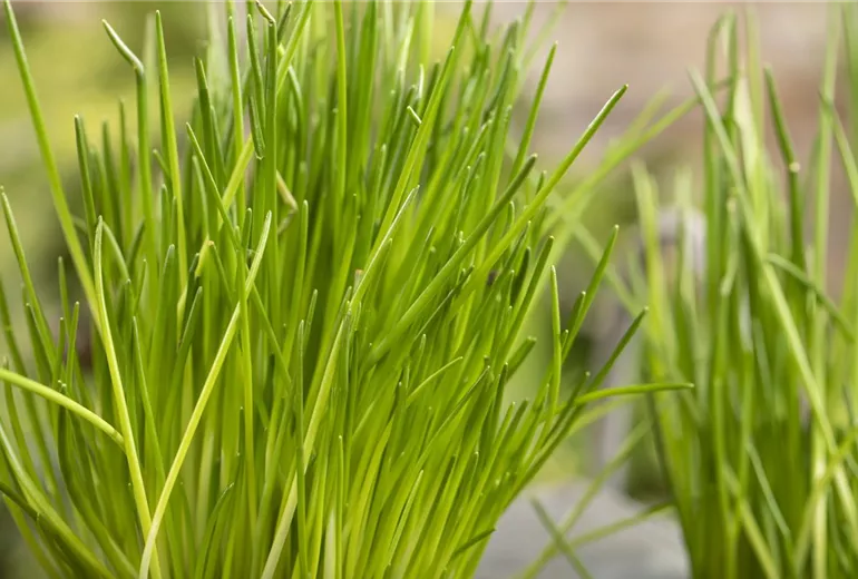 Allium schoenoprasum