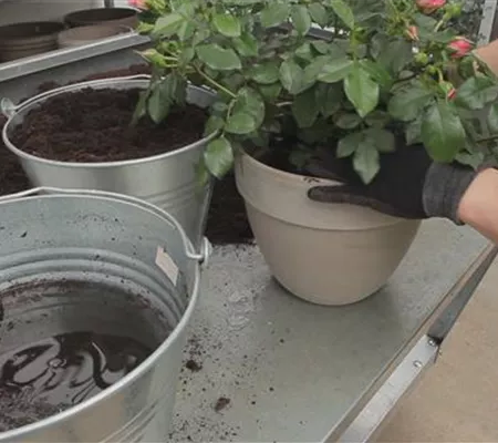 Rosen - Einpflanzen in ein Gefäß