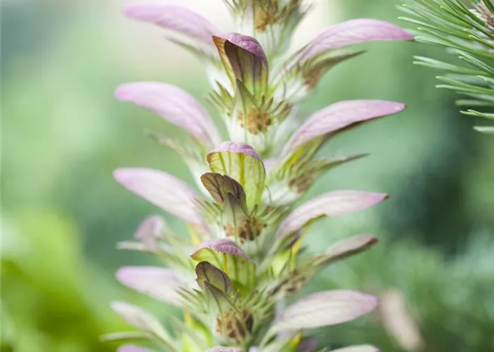 Strukturpflanzen als Architekten im Garten
