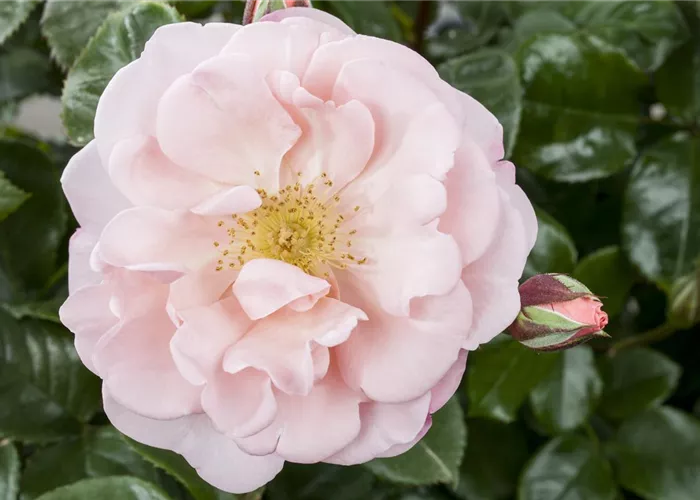 Die Duftrose – Eine Bereicherung für den Garten