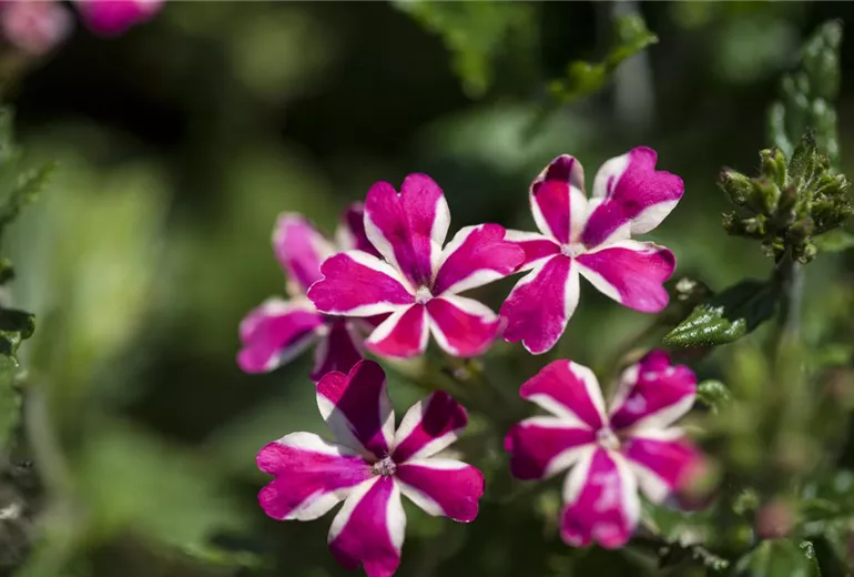 Verbena