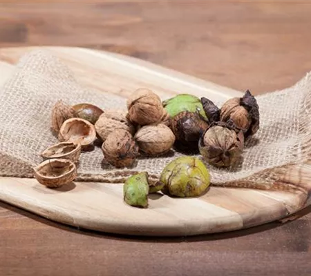 Nüsse und Schalenfrüchte aus Ihrem Garten