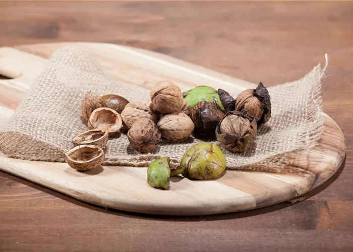 Nüsse und Schalenfrüchte aus Ihrem Garten