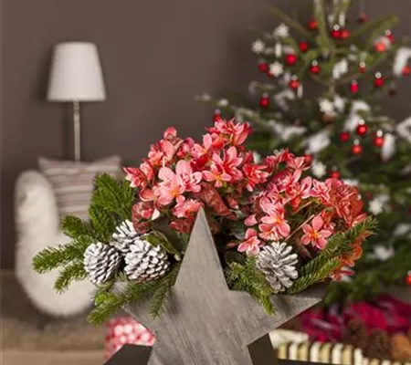 Advent - mit schönen Ideen durch die Vorweihnachtszeit 