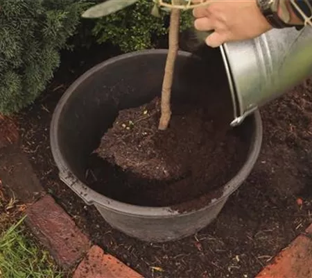 Olivenbaum - Überwintern