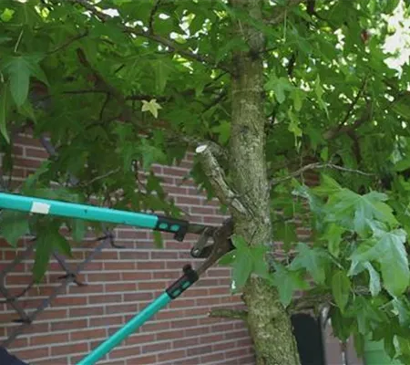 Laubgehölz - Zurückschneiden im Herbst