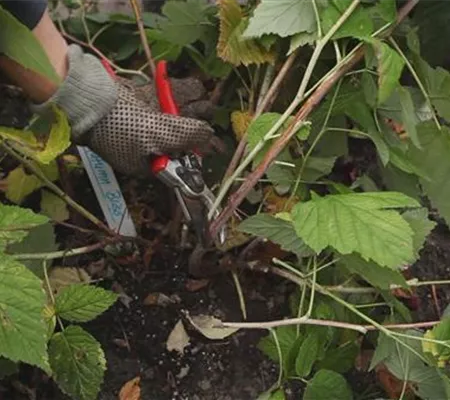 Himbeeren - Zurückschneiden im Herbst