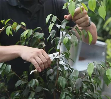 Grüne Zimmerpflanzen - Zurückschneiden und Pflegen