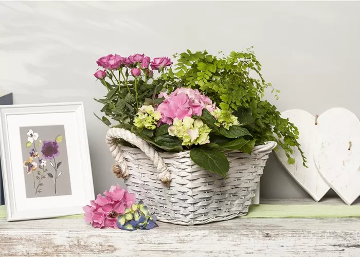 Die beliebtesten Zimmerpflanzen