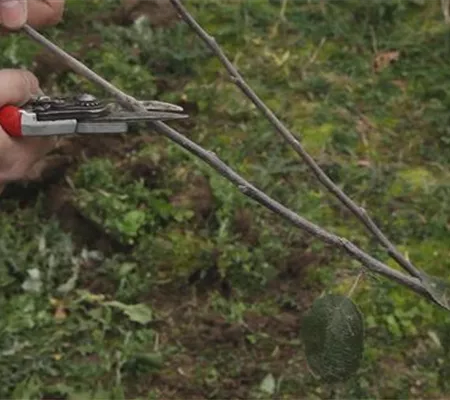 Apfelbaum - Pflanzschnitt