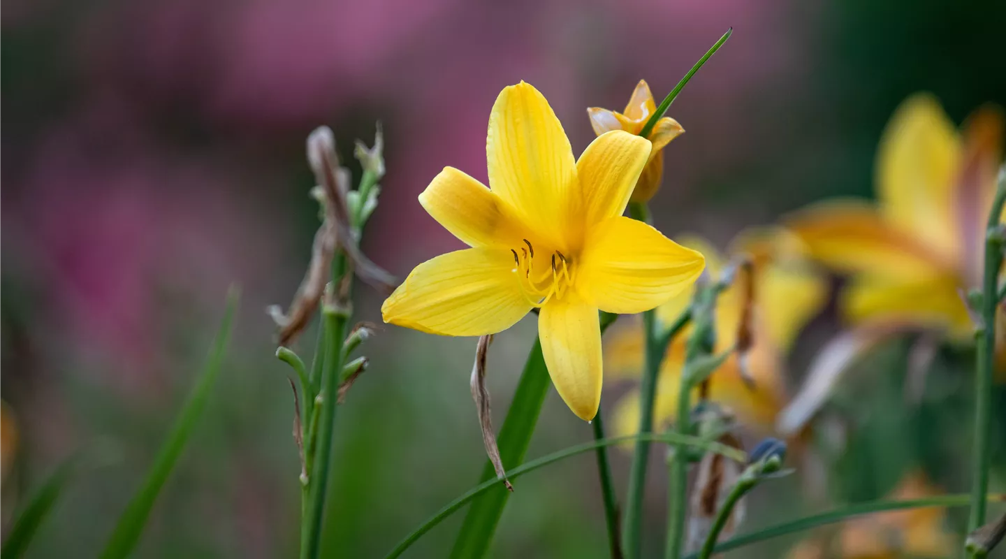 Pflanzeninfothek Pflanzeninfothek