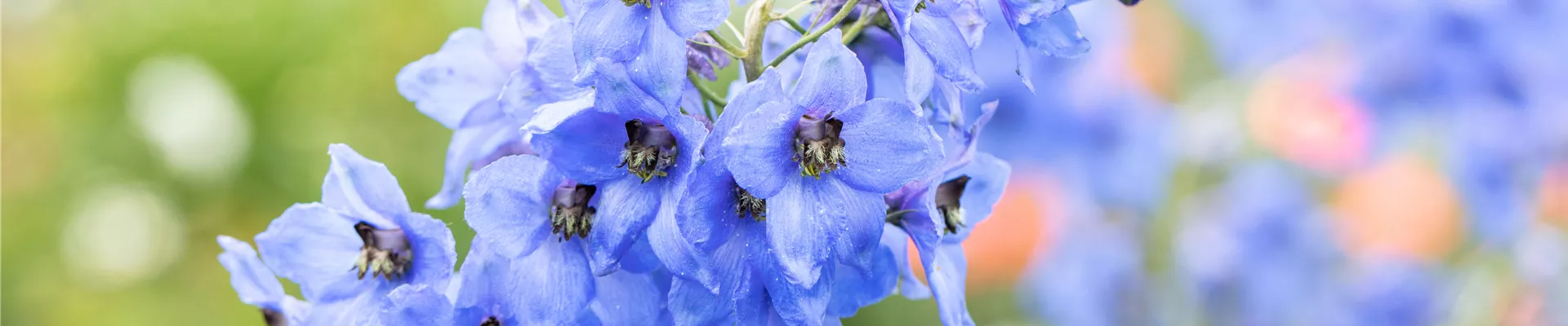 Delphinium x elatum, hellblau Delphinium x elatum, hellblau