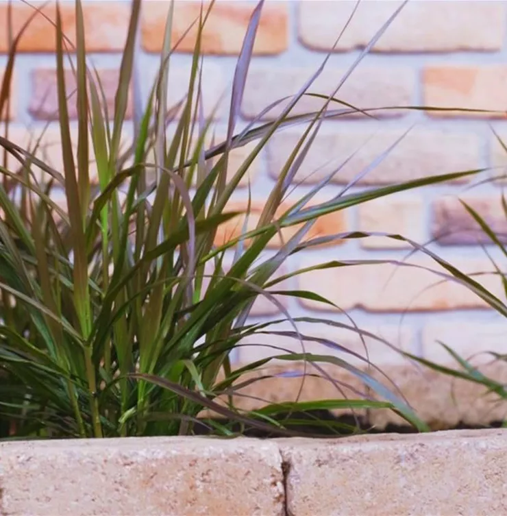 Afrikanisches Lampenputzergras - Einpflanzen im Garten