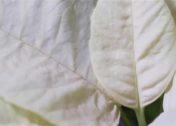 Weihnachtsstern (gelb) - Umtopfen