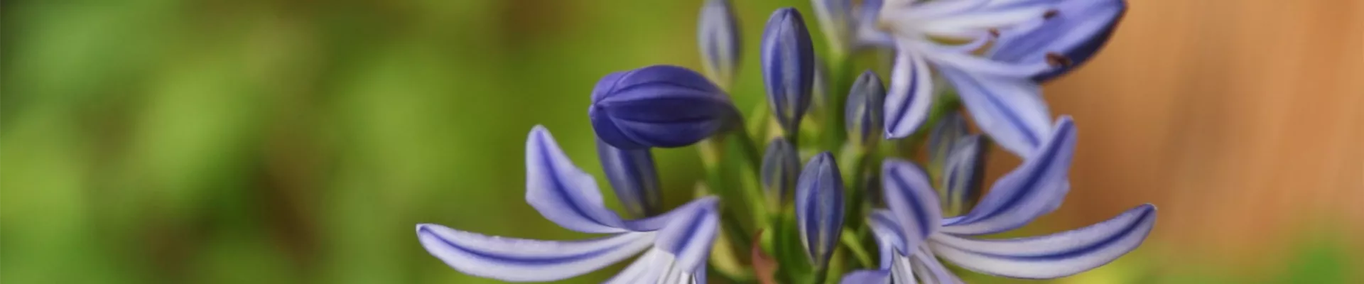 Afrikanische Schmucklilie - Einpflanzen in ein Gefäß (Thumbnail)