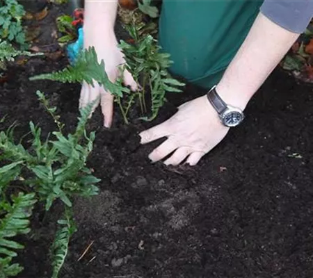 Farn - Teilen und Vermehren