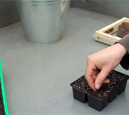 Zwergastern - Aussäen von Samen