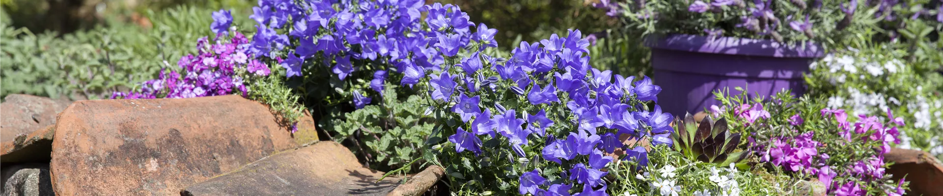 Campanula portenschlagiana
