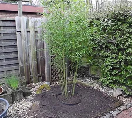 Bambus - Einpflanzen im Garten