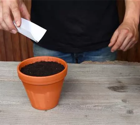 Oregano - Aussäen von Samen