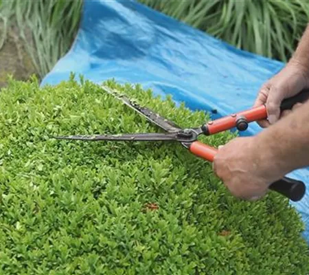 Buchsbaum - Zurückschneiden