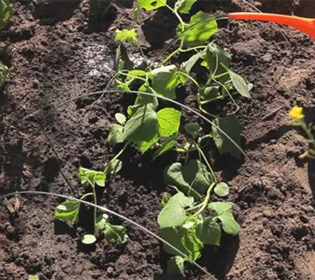 Gurken - Aussaat und Aufzucht