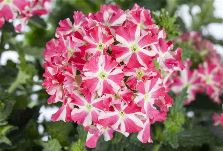 Verbena