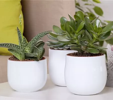 Aloe Vera - die Pflanze, die schön macht