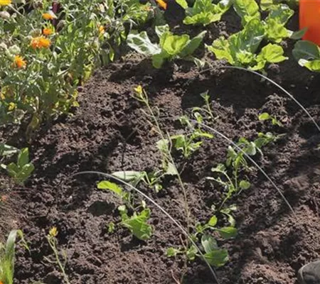 Radieschen - Aussaat und Aufzucht