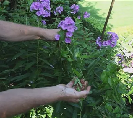 Phlox - Unkraut entfernen